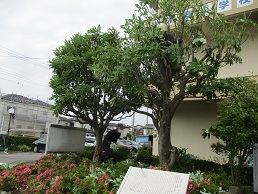 環境活動1