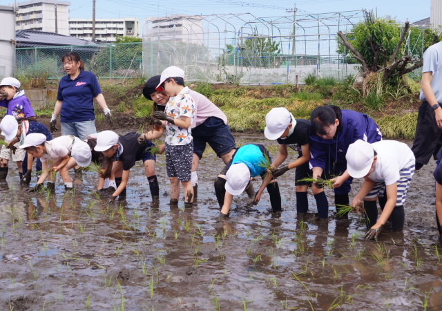 田植え
