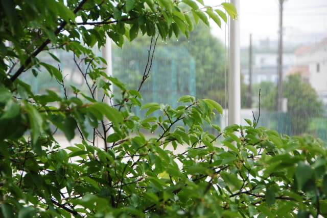 雨
