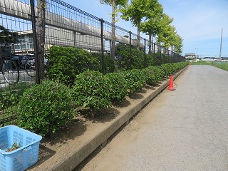 手入れされた木々