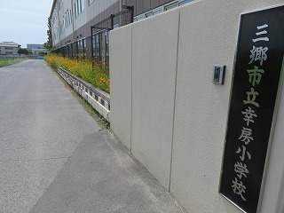 キバナコスモス