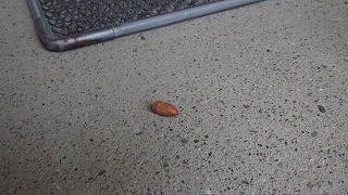 職印玄関