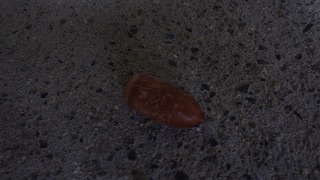 ドングリ