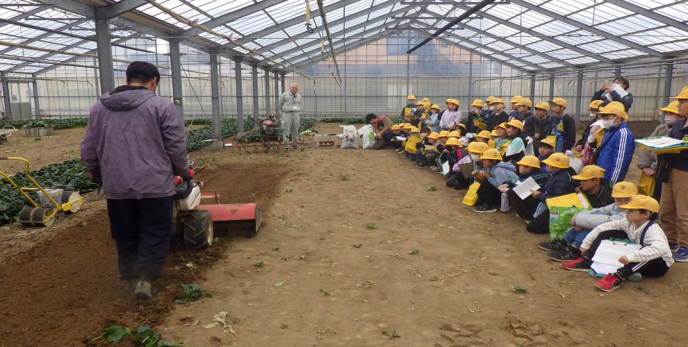 小松菜農家見学・収穫体験